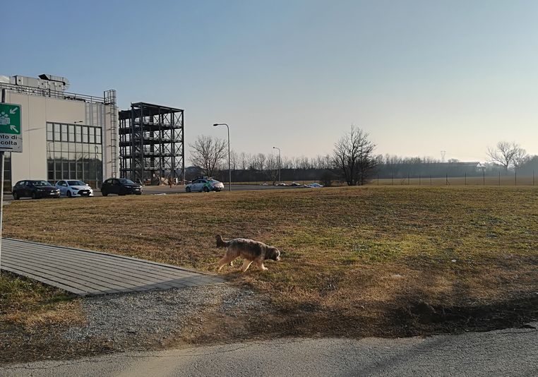 A dog in the campus