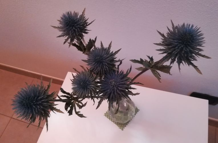Eryngium