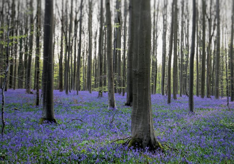 Fallerbos Forest