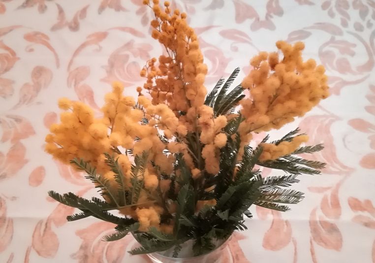 flower of mimosa