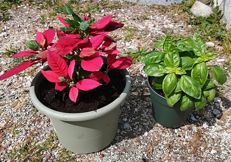 Poinsettia and basil