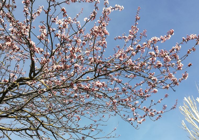 Flowers blooming